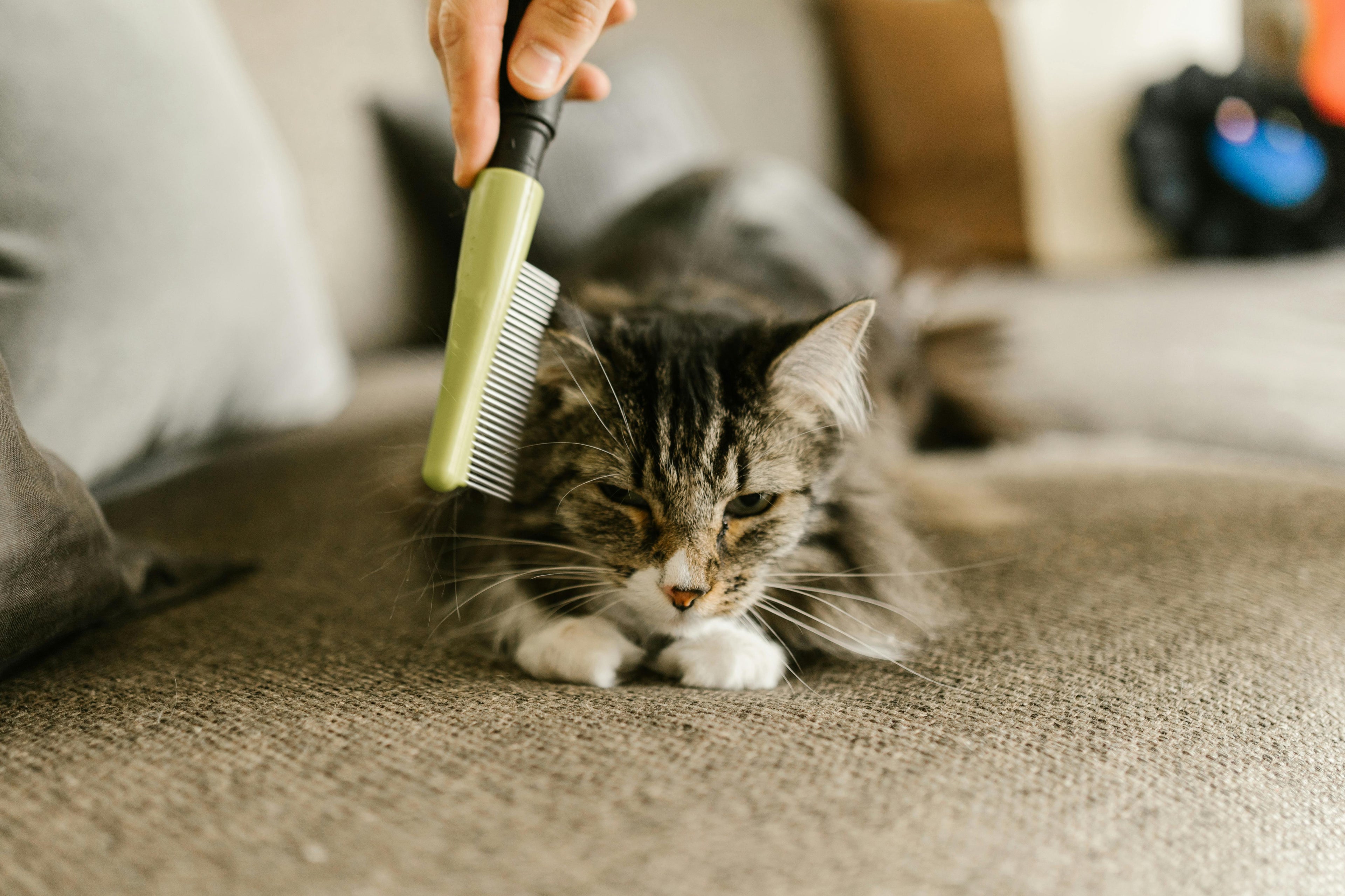 Accessoires Pour Chat
