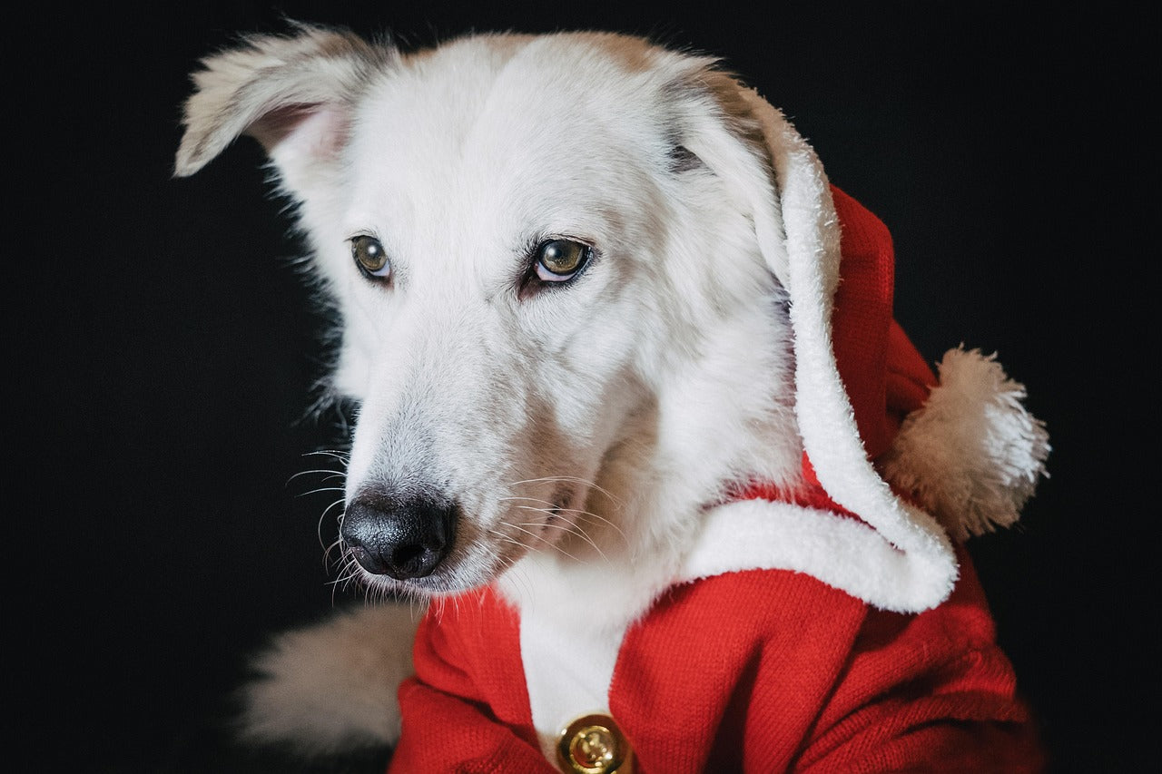 Costumes pour chiens