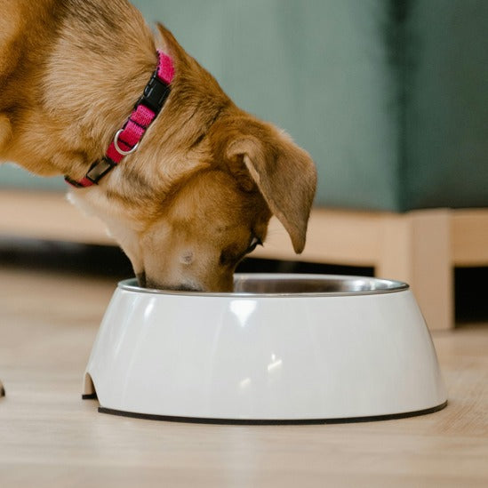 Accessoires Pour Chien