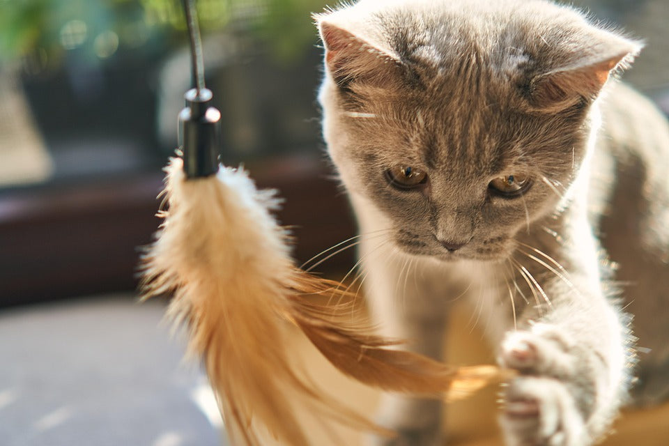 Jouets pour chats