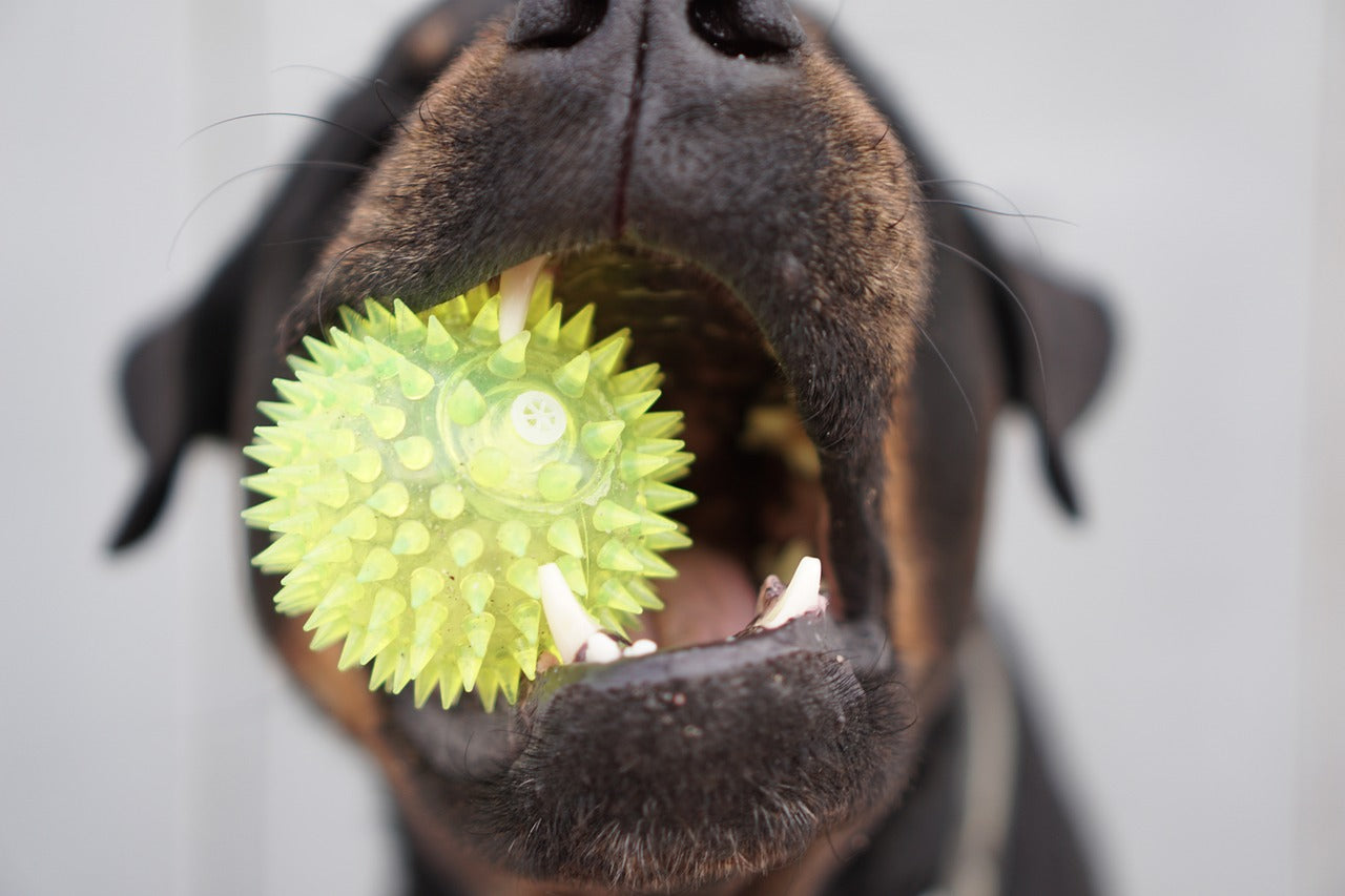 Jouets pour chiens