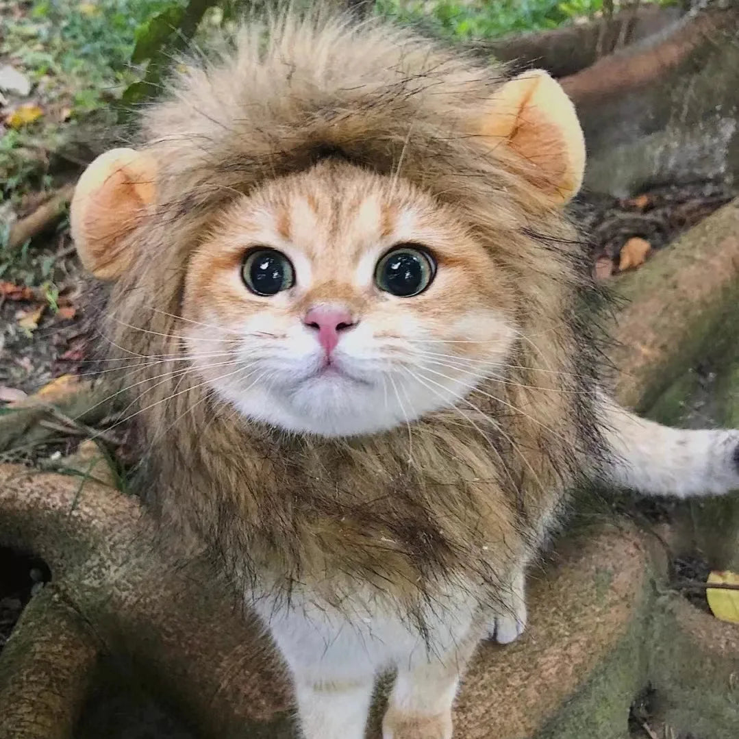 Crinière De Lion Pour Chat