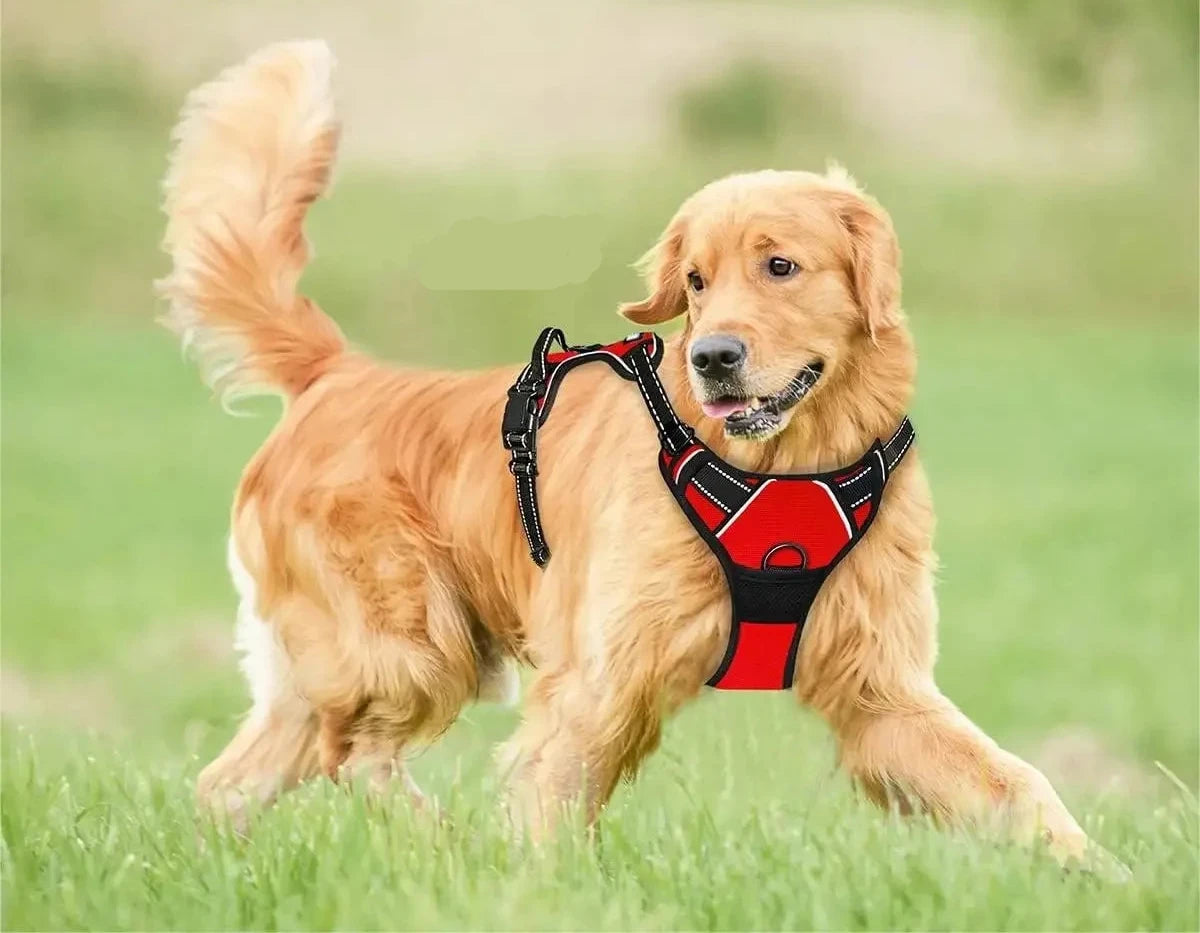 Harnais pour Chien