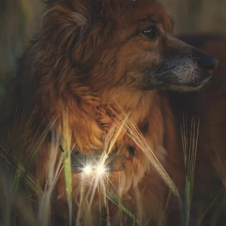 Collier Electrique pour Chien