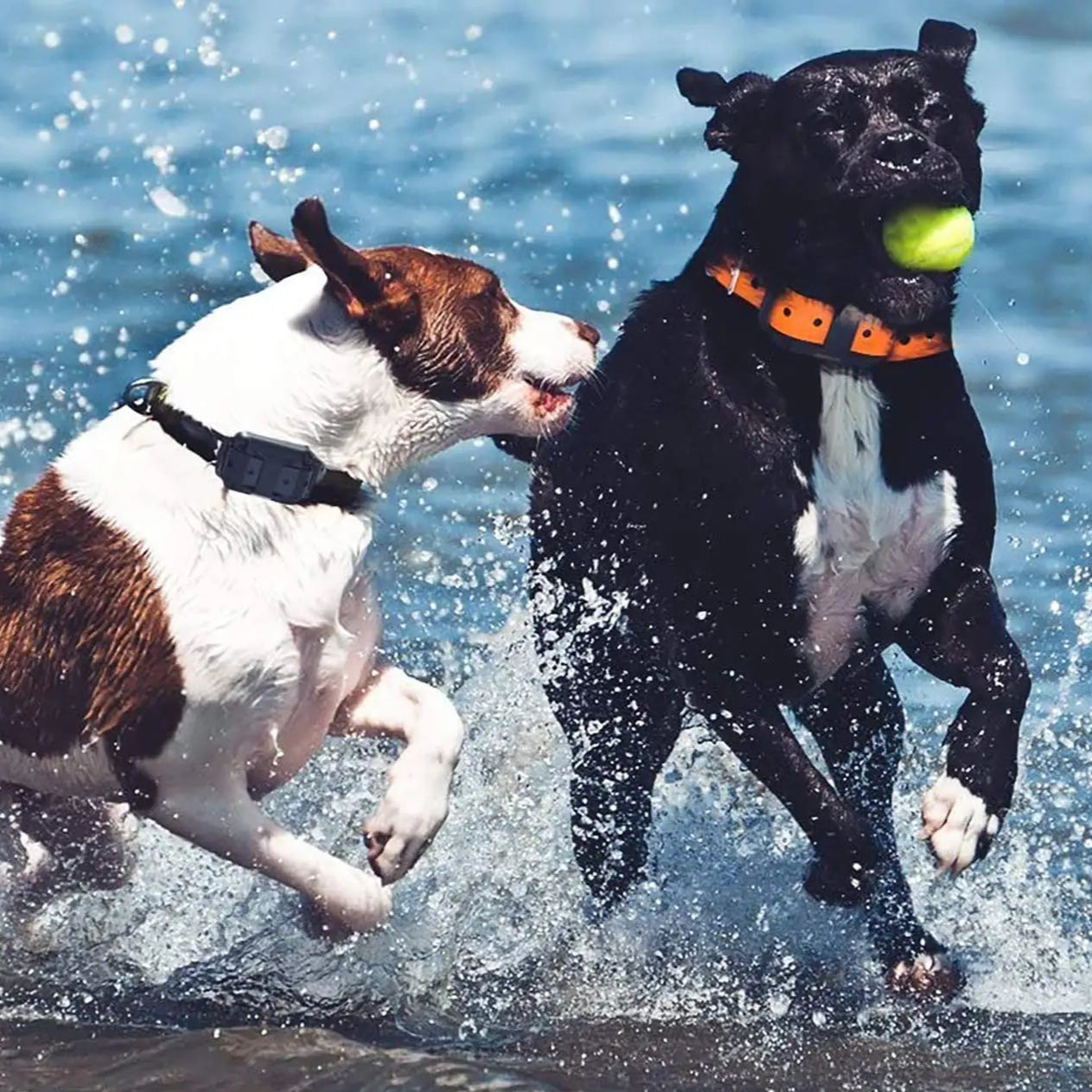 Collier Electrique pour Chien