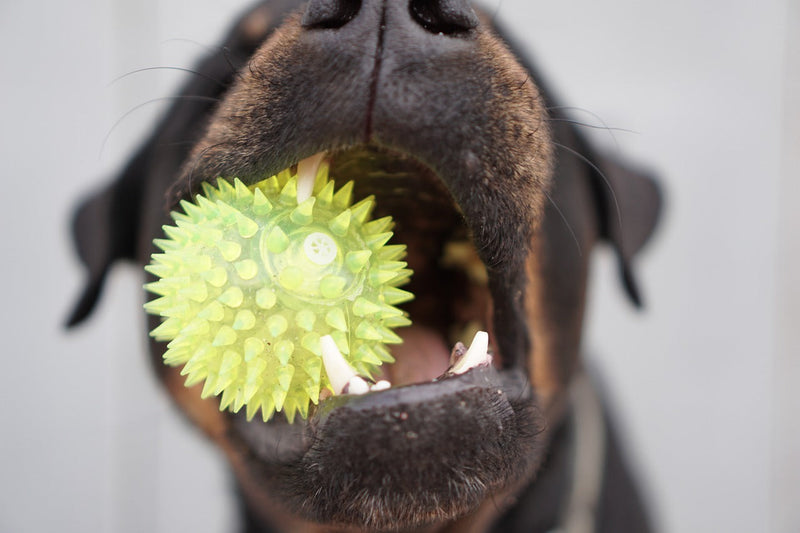 Jouets pour chiens
