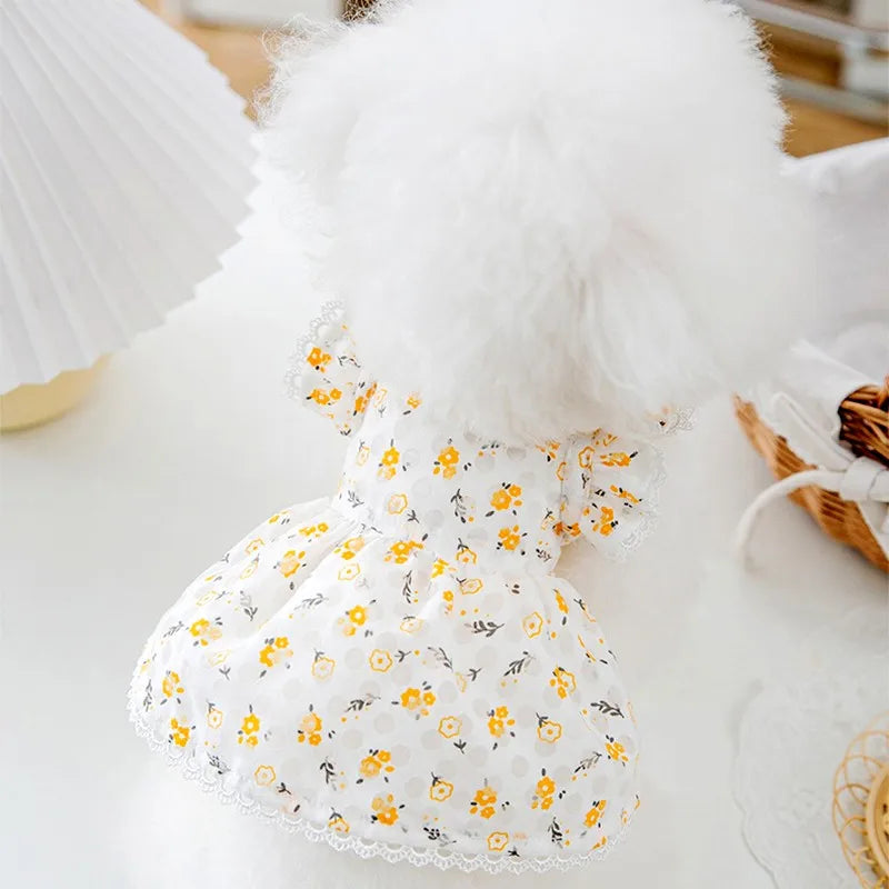 Robe Pour Chienne