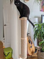 Griffoir a Chat Mural