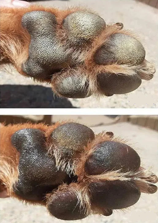 Baume pour Coussinet Chien