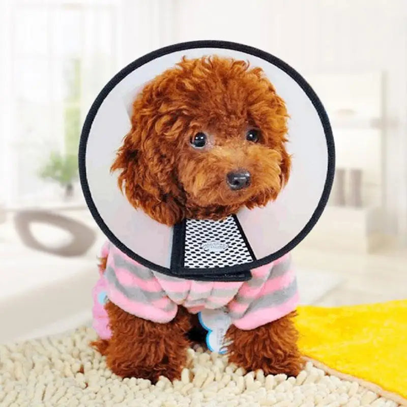 Collerette pour Chien