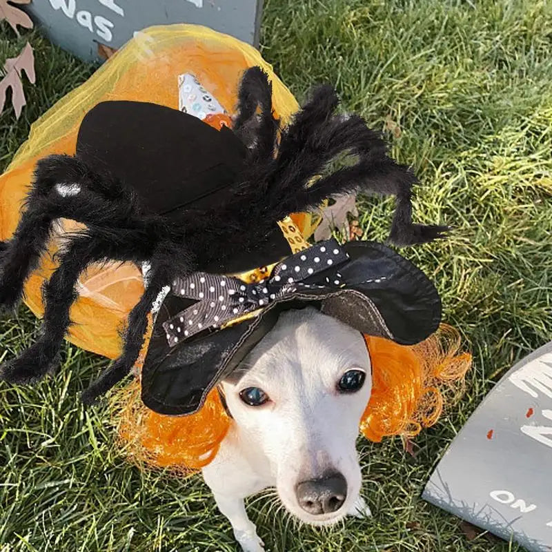 Costume d'Halloween pour chien - Araignée
