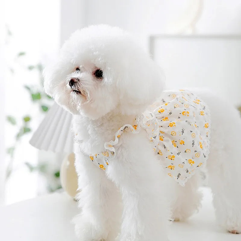 Robe Pour Chienne