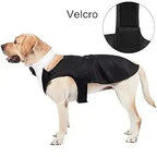 Costume Pour Chien