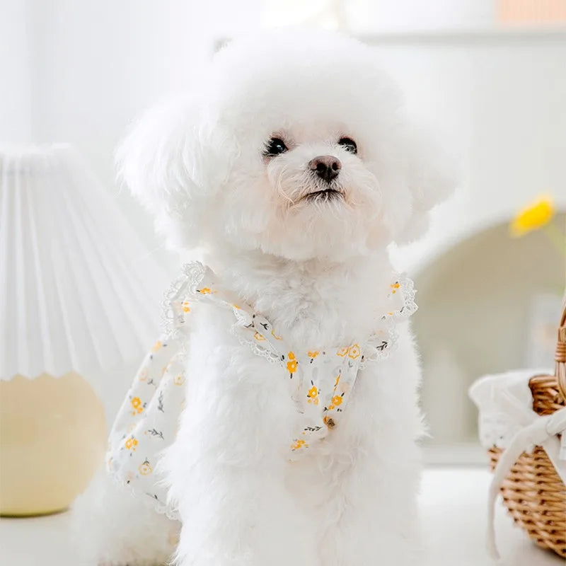 Robe Pour Chienne