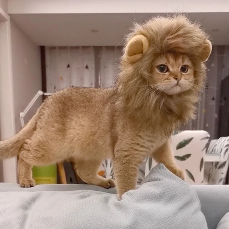 Crinière De Lion Pour Chat