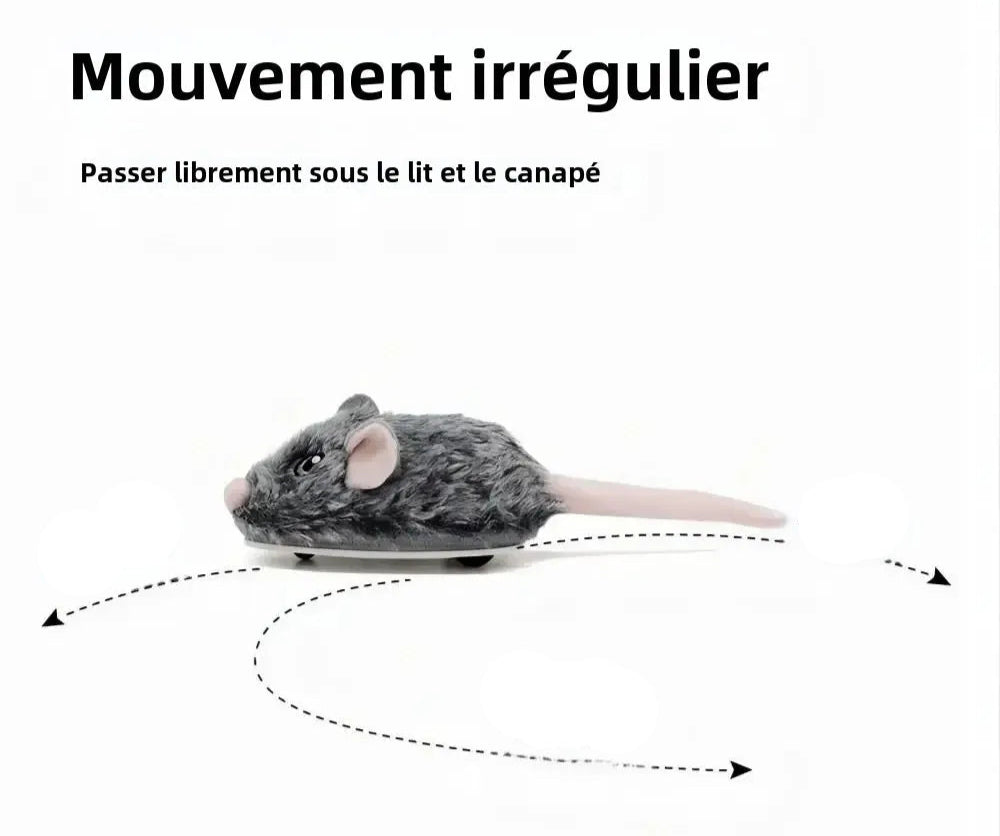 Souris pour Chat