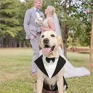 Costume Pour Chien