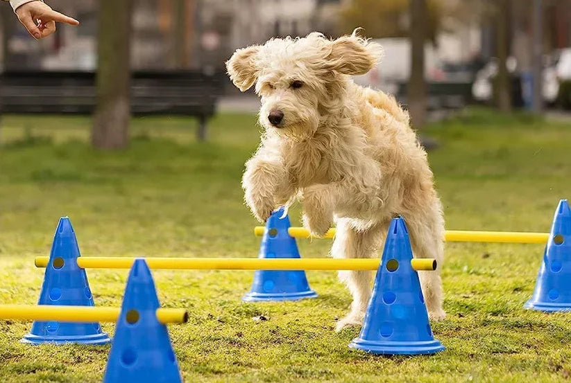 Obstacle Pour Chien