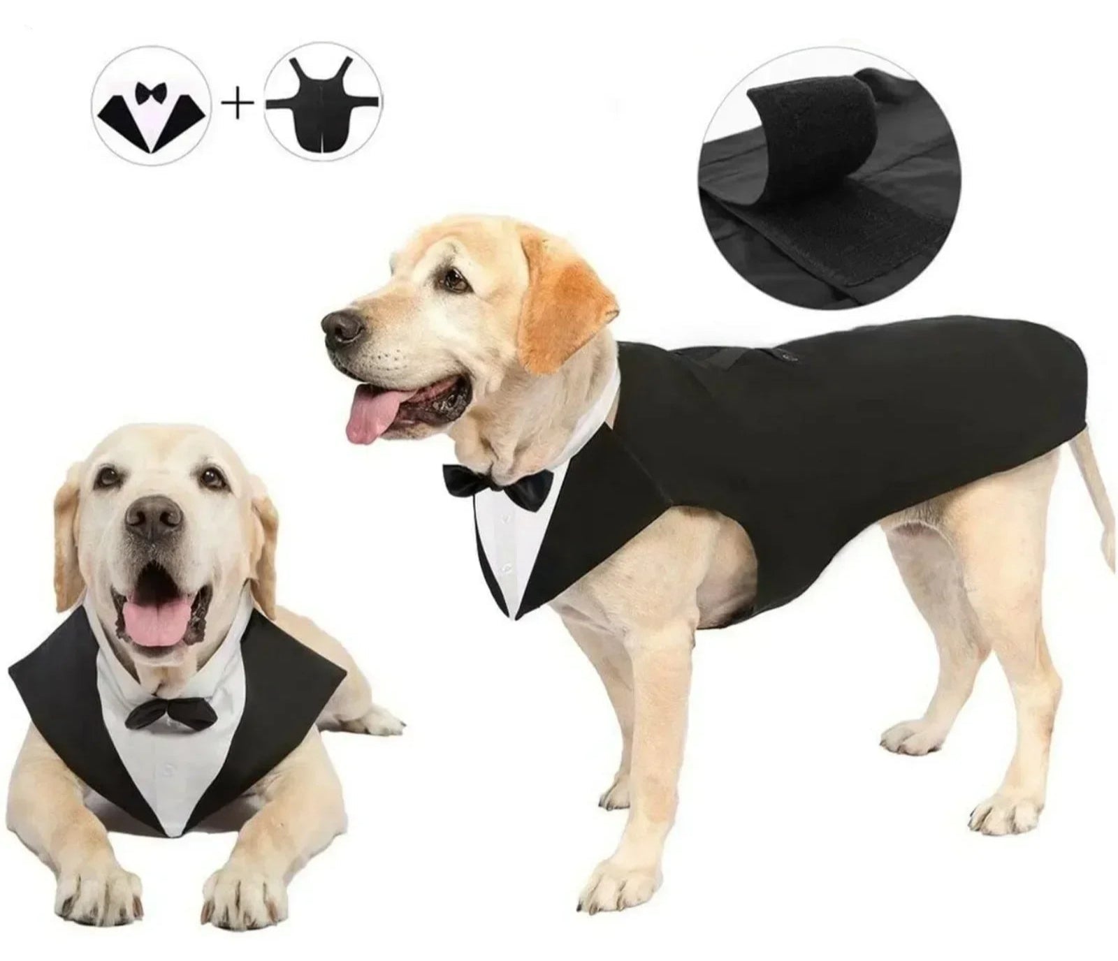 Costume Pour Chien