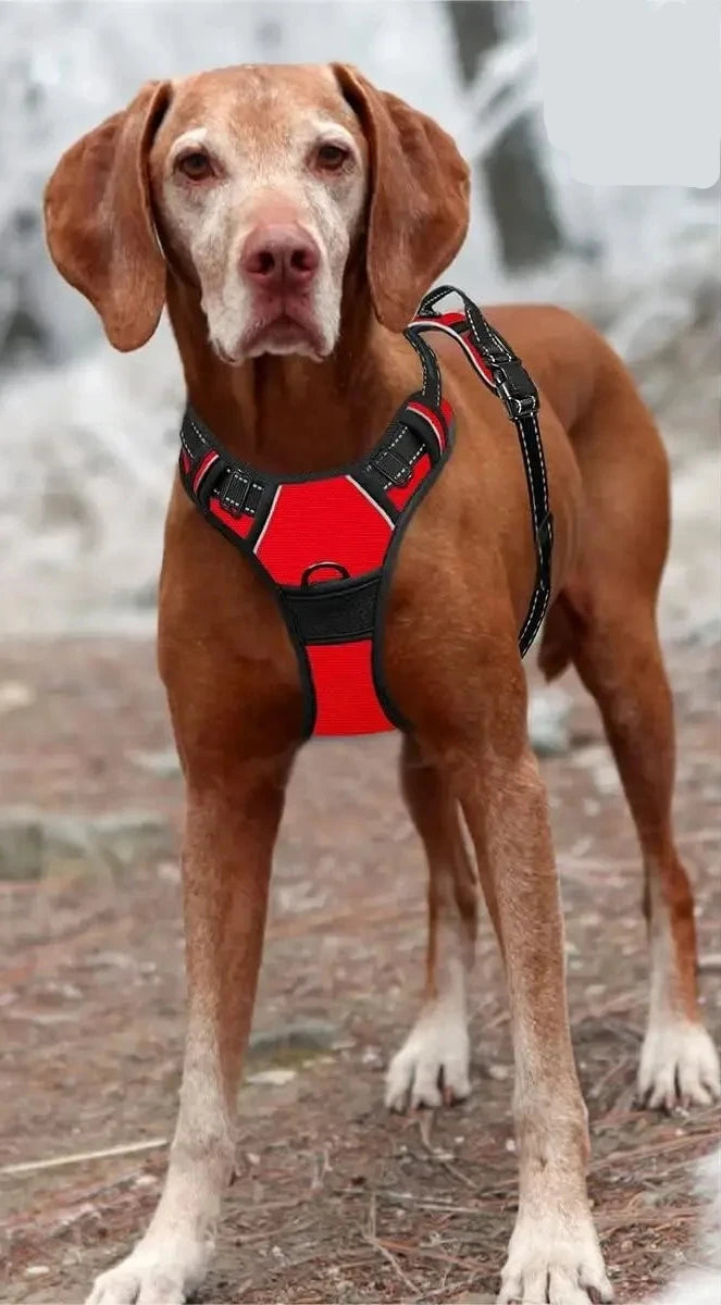 Harnais pour Chien